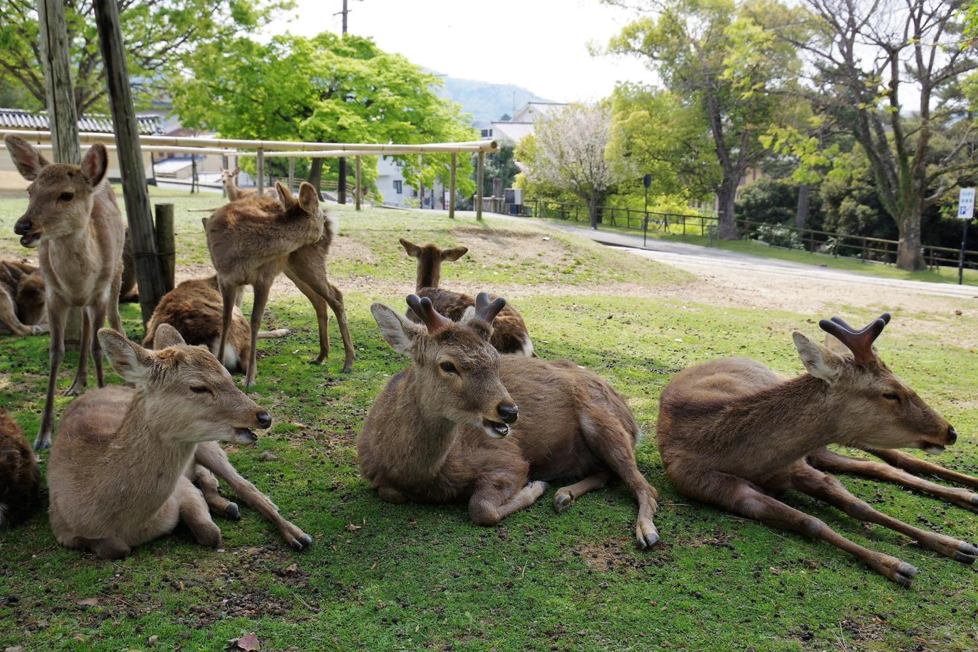 公寓 Family 奈良